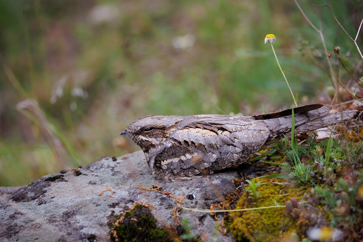 Eurasian Nightjar - Giorgi Natsvlishvili