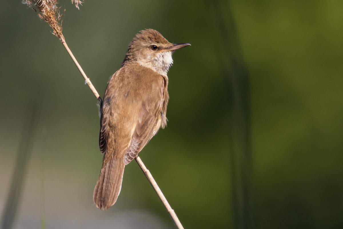 Great Reed Warbler - Michal Bagala