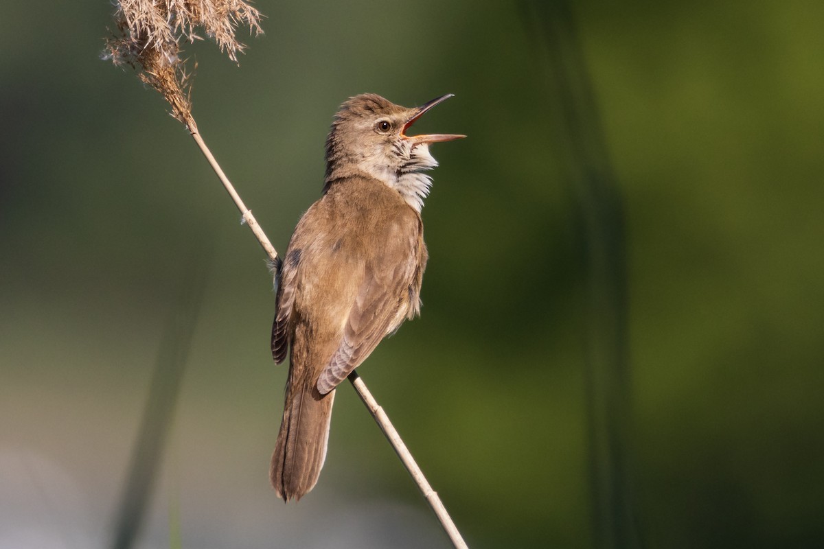 Great Reed Warbler - Michal Bagala