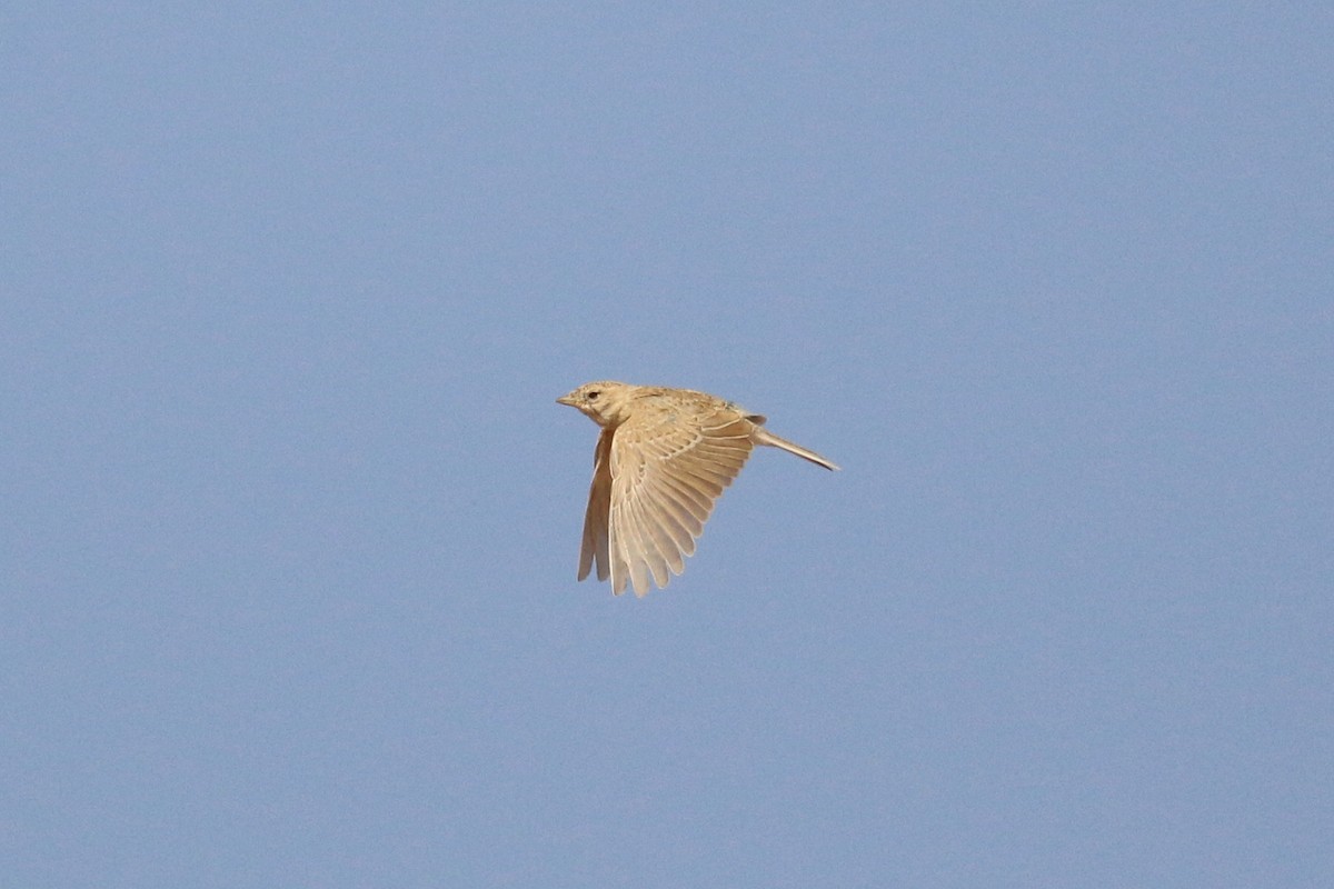 Mediterranean/Turkestan Short-toed Lark - ML618808016