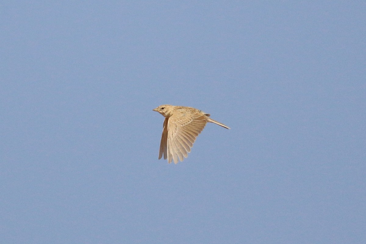 Mediterranean/Turkestan Short-toed Lark - Oscar Campbell