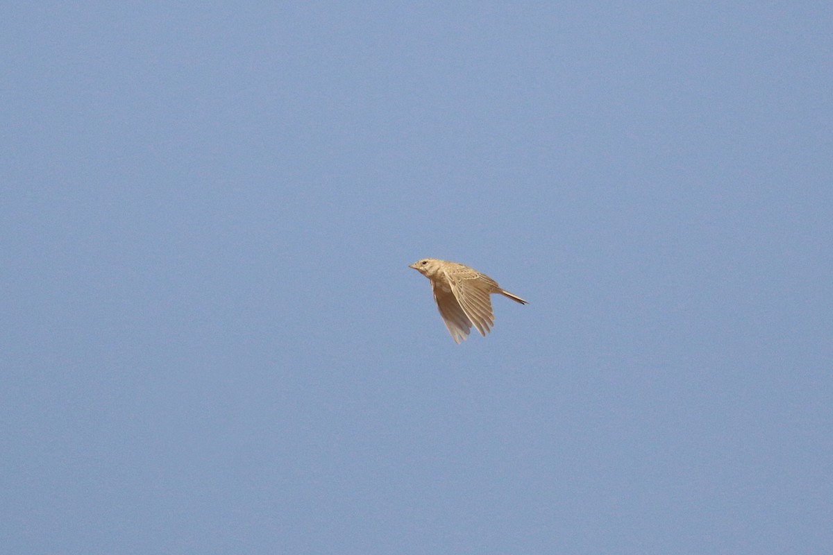 Mediterranean/Turkestan Short-toed Lark - Oscar Campbell