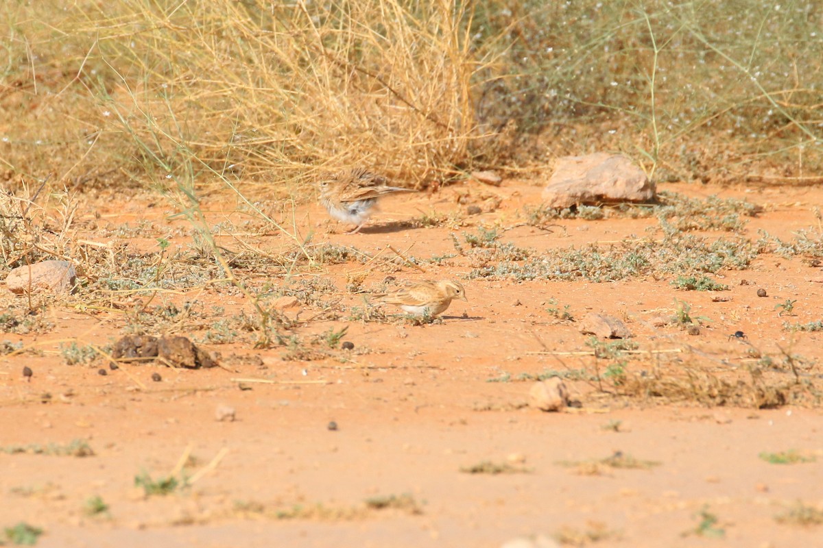 Mediterranean/Turkestan Short-toed Lark - ML618808019