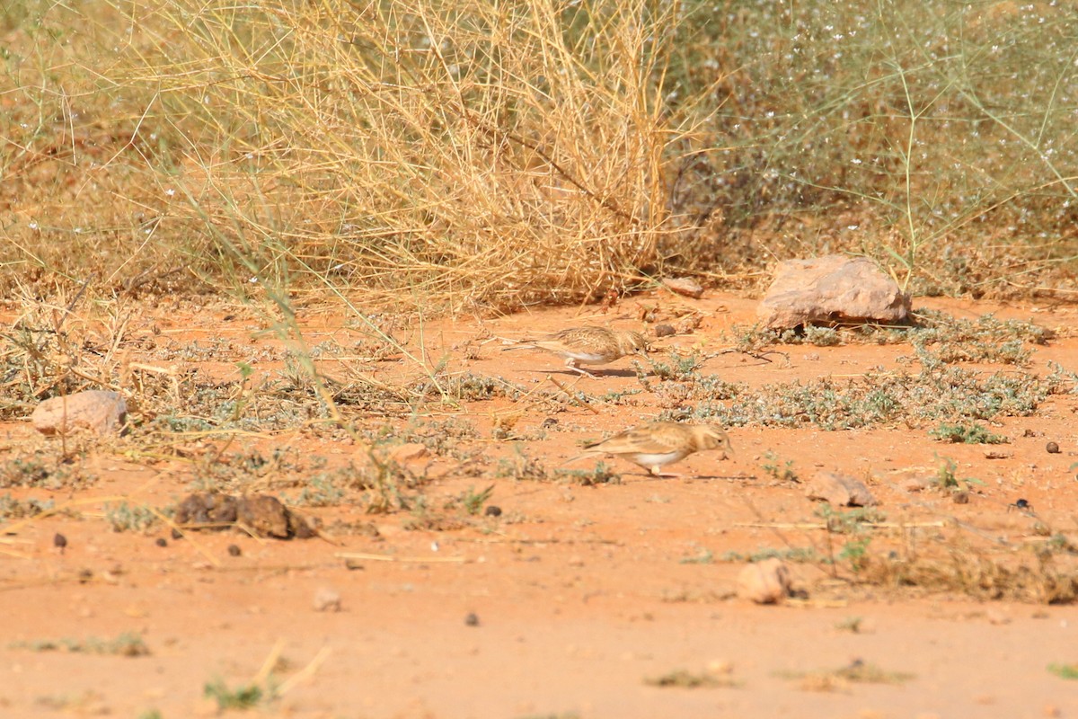 Mediterranean/Turkestan Short-toed Lark - Oscar Campbell