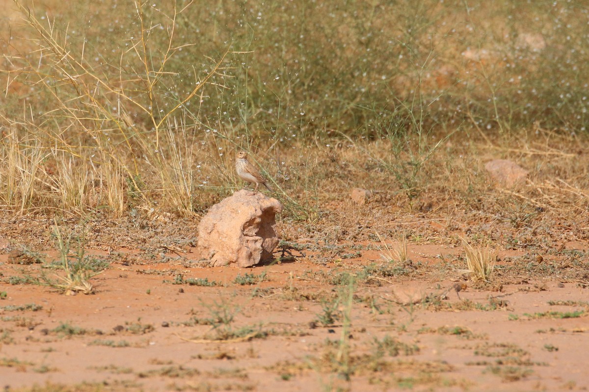 Mediterranean/Turkestan Short-toed Lark - ML618808021