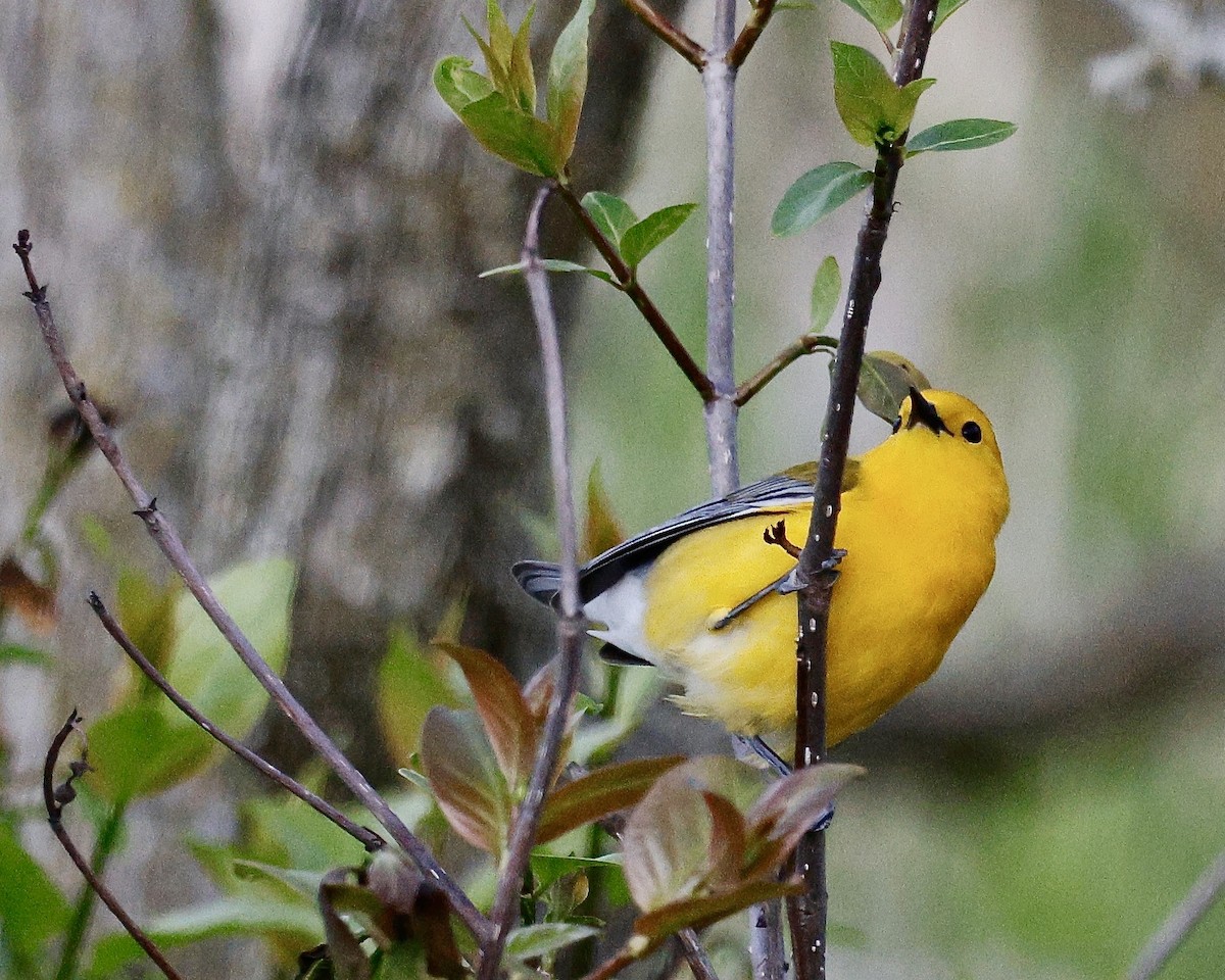 Prothonotary Warbler - Cate Hopkinson