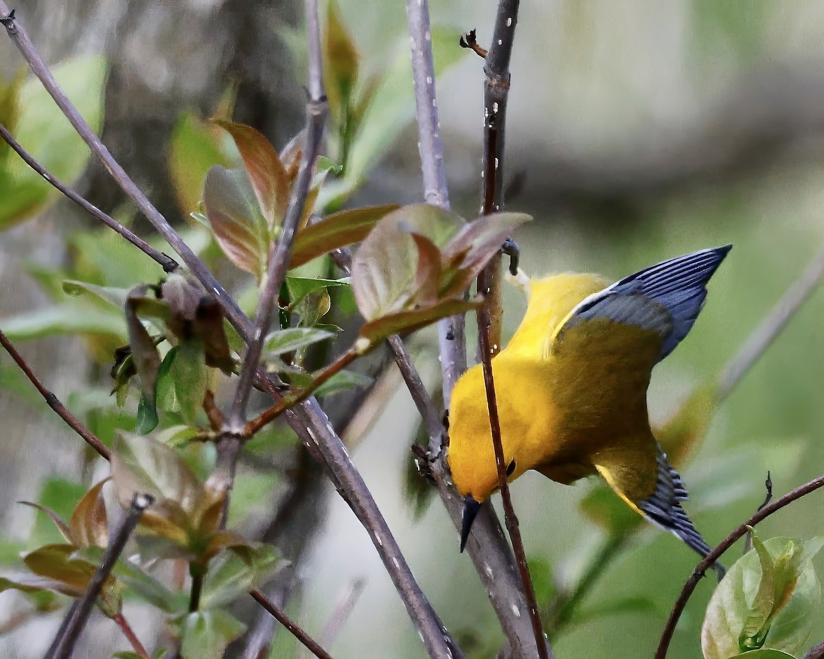 Prothonotary Warbler - Cate Hopkinson