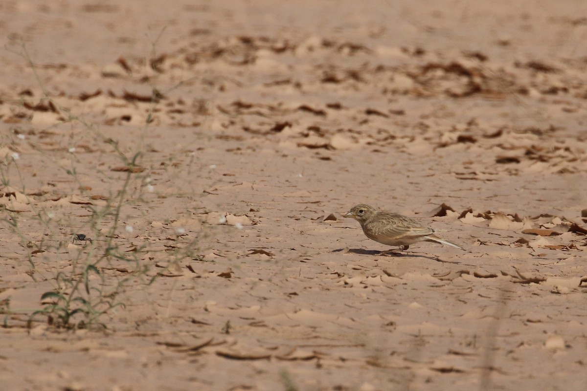 Mediterranean/Turkestan Short-toed Lark - ML618808049