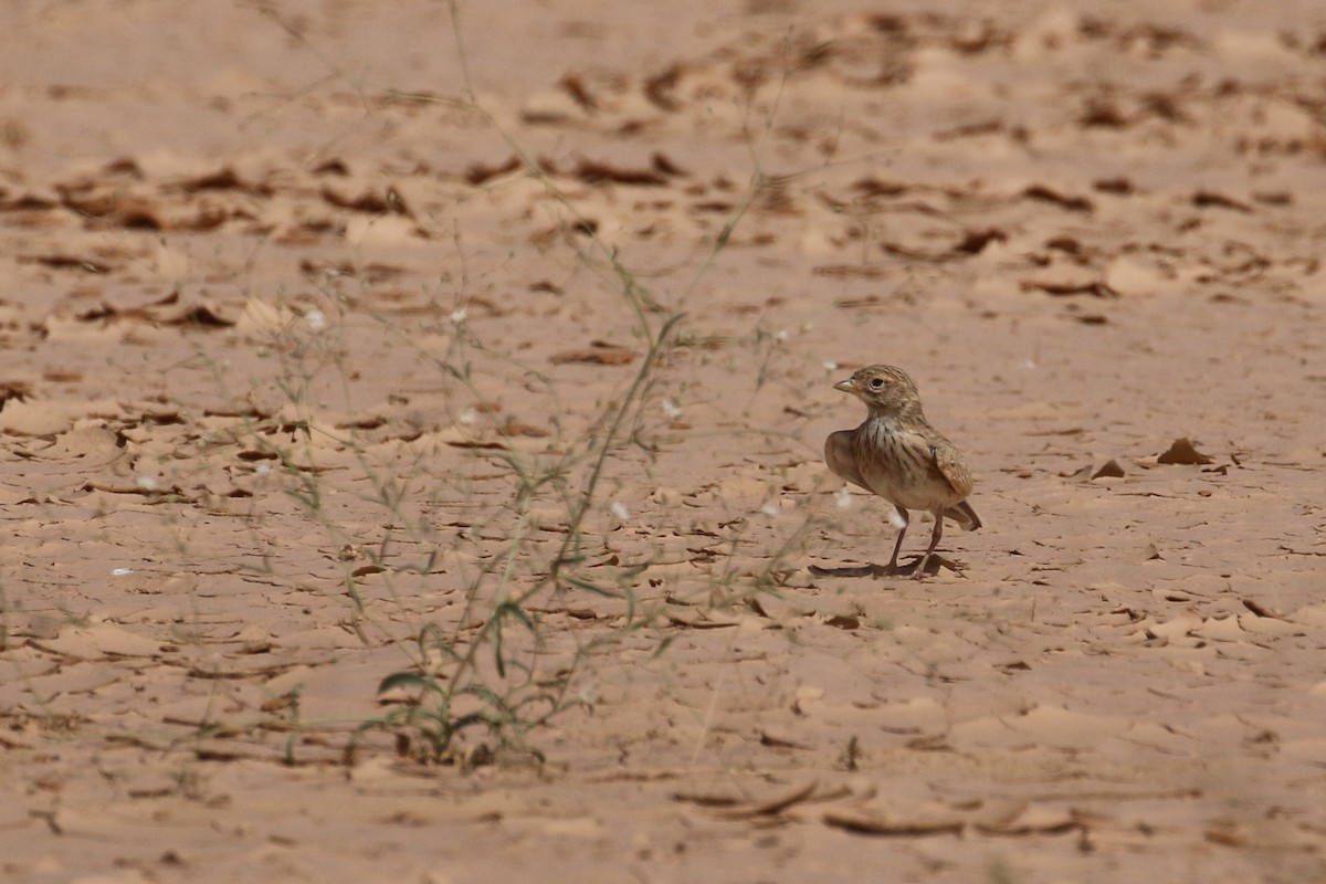 Mediterranean/Turkestan Short-toed Lark - ML618808051