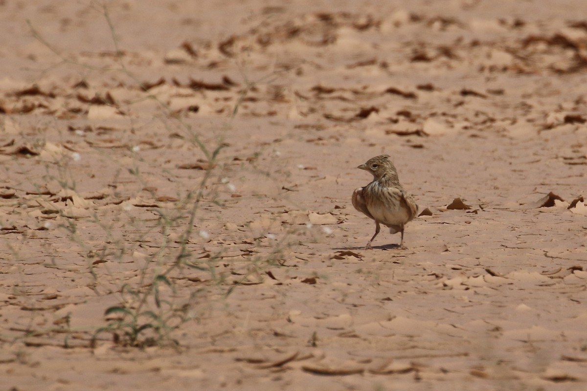 Mediterranean/Turkestan Short-toed Lark - ML618808052