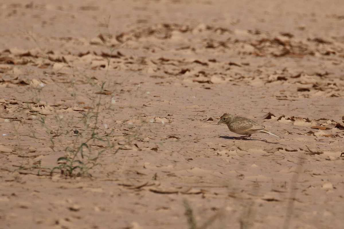 Mediterranean/Turkestan Short-toed Lark - ML618808053