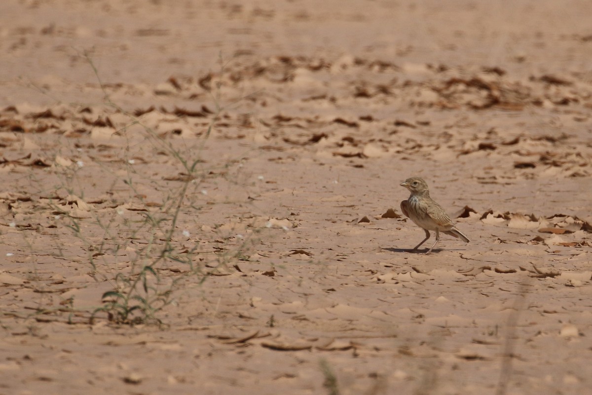 Mediterranean/Turkestan Short-toed Lark - ML618808054