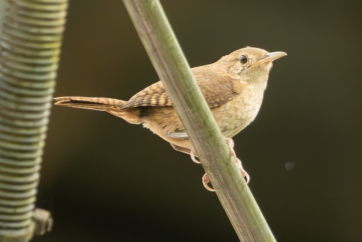 House Wren - Anil Nair