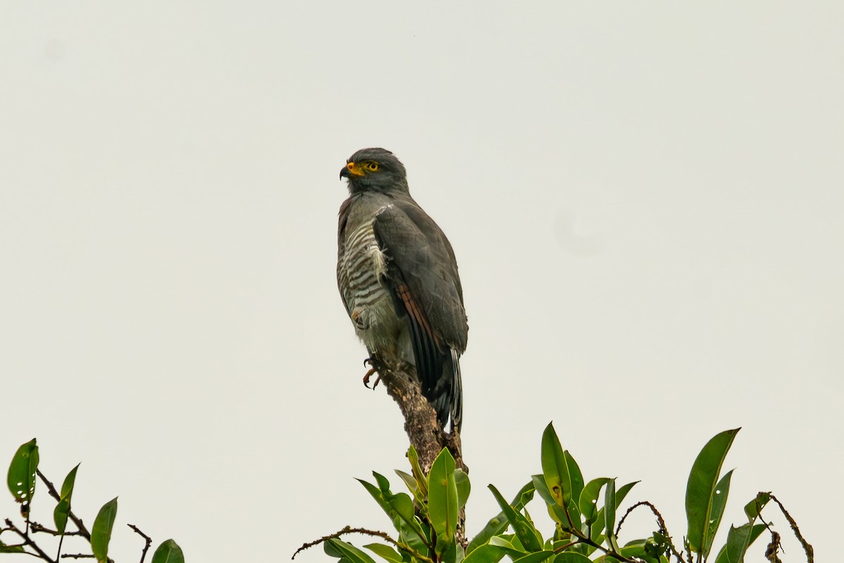 Roadside Hawk - Anil Nair