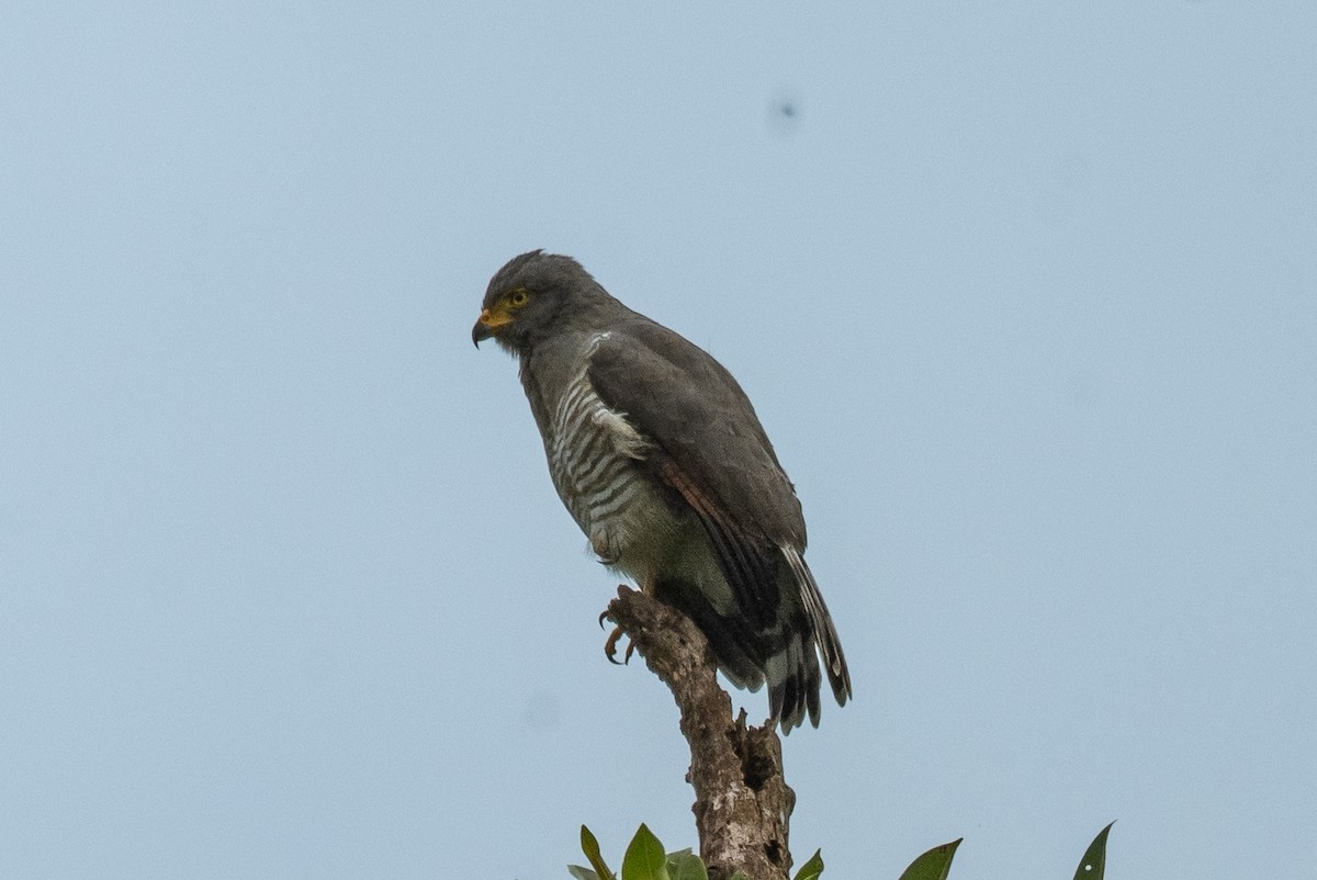 Roadside Hawk - Anil Nair