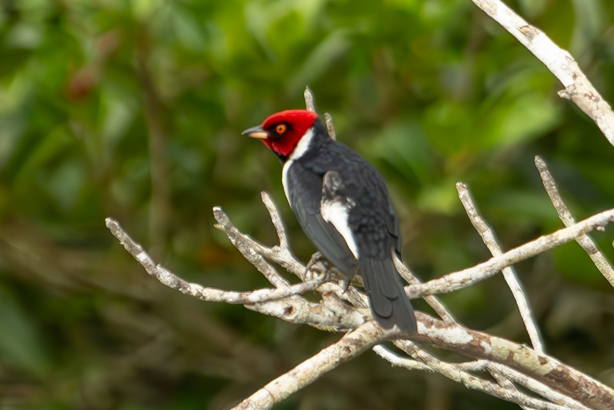 Red-capped Cardinal - Anil Nair