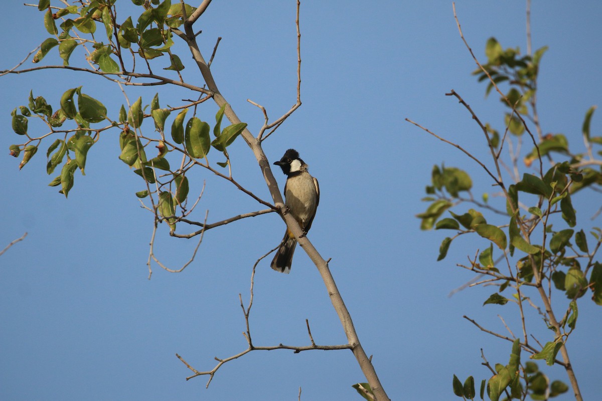 White-eared Bulbul - Oscar Campbell