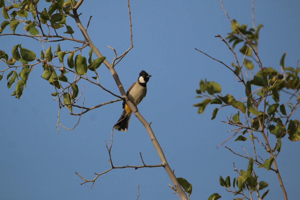 White-eared Bulbul - Oscar Campbell