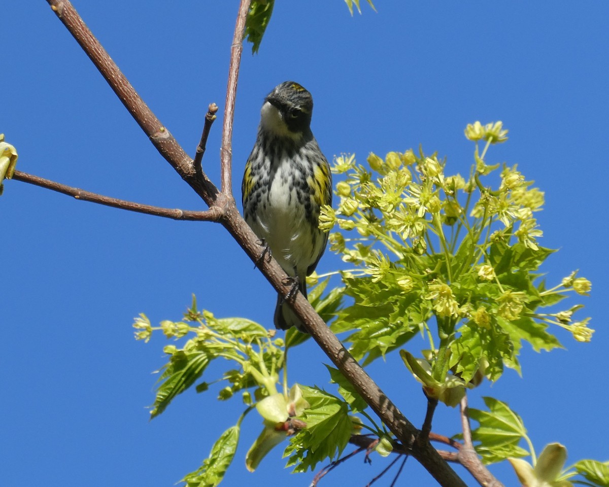 Yellow-rumped Warbler - D Sacks