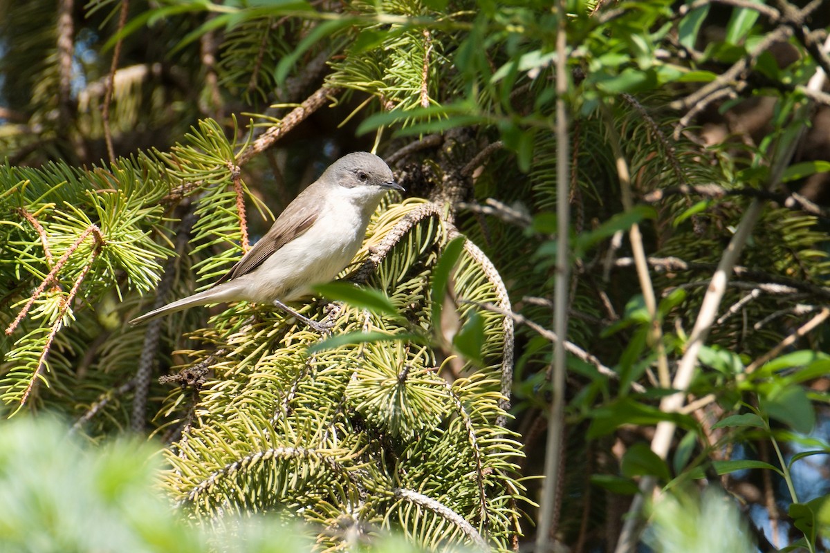 Lesser Whitethroat - Kateřina Mrhačová