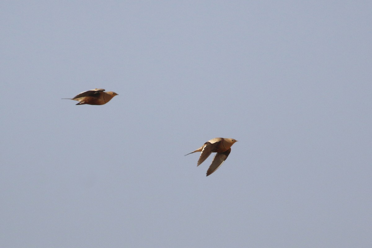 Chestnut-bellied Sandgrouse - Oscar Campbell