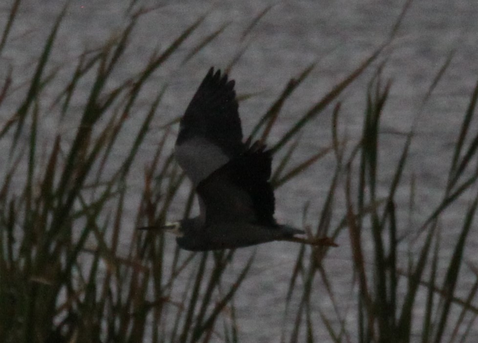 White-faced Heron - Richard Shirky