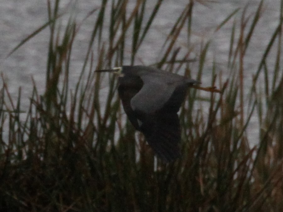 White-faced Heron - Richard Shirky