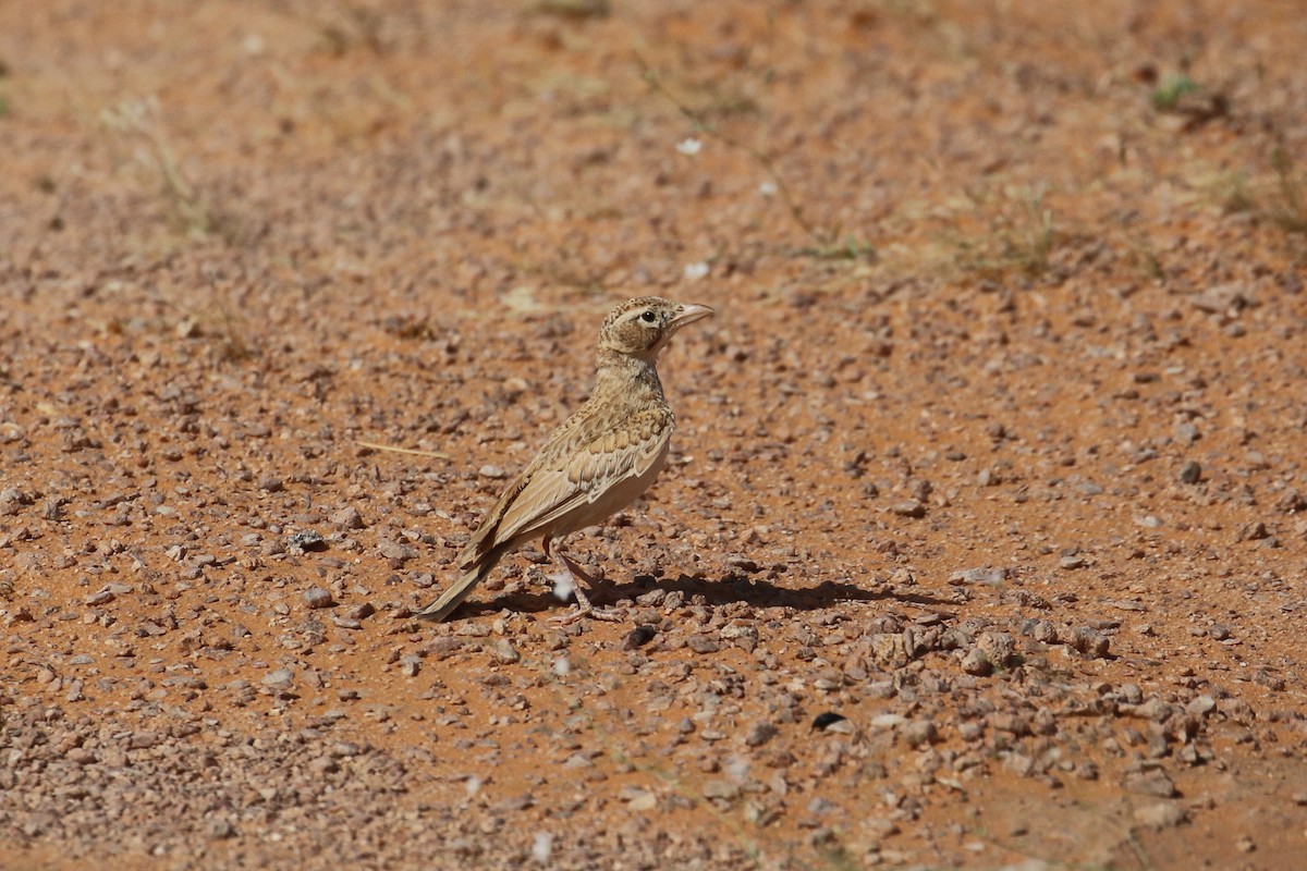 Arabian Lark - Oscar Campbell