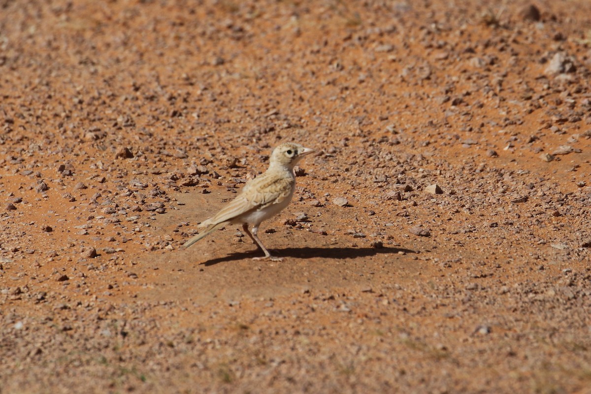 Arabian Lark - Oscar Campbell