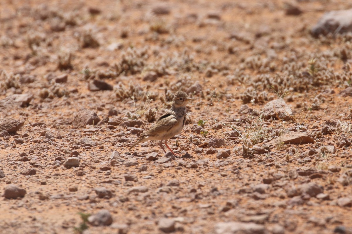 Mediterranean/Turkestan Short-toed Lark - ML618808207