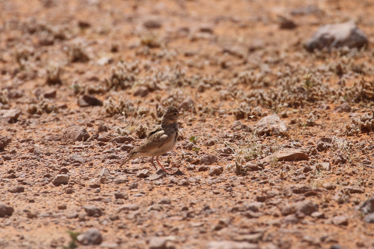 Mediterranean/Turkestan Short-toed Lark - ML618808208