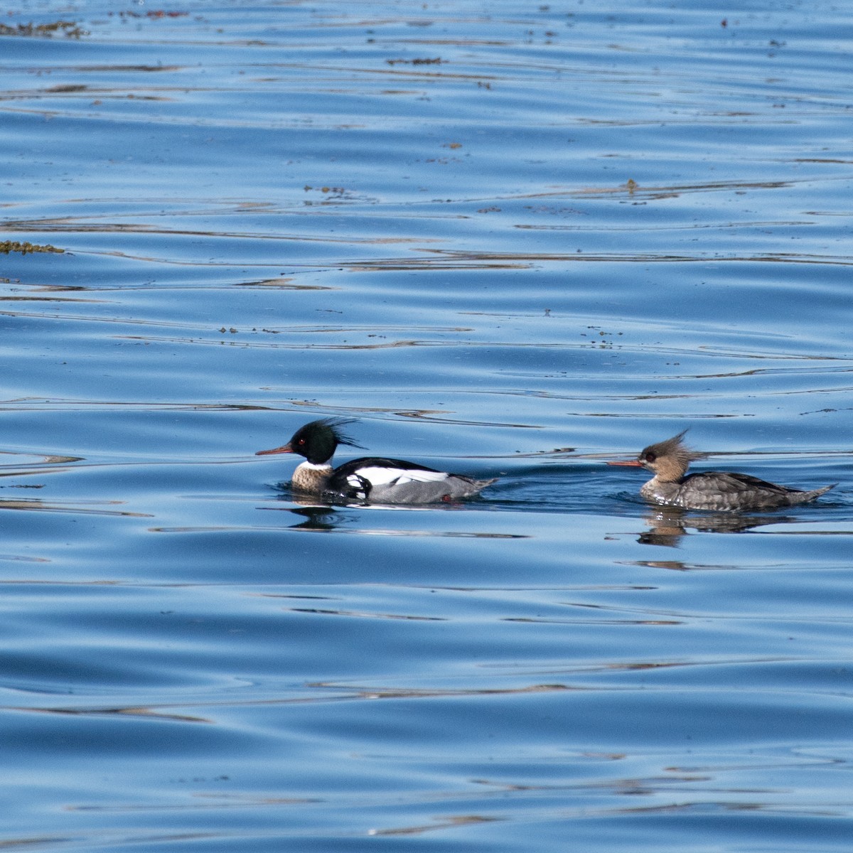 Red-breasted Merganser - Christine Pelletier et (Claude St-Pierre , photos)