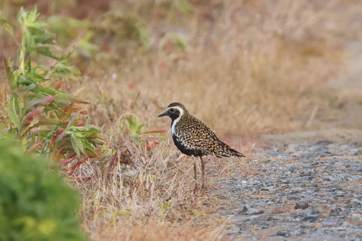Pacific Golden-Plover - ML618808223