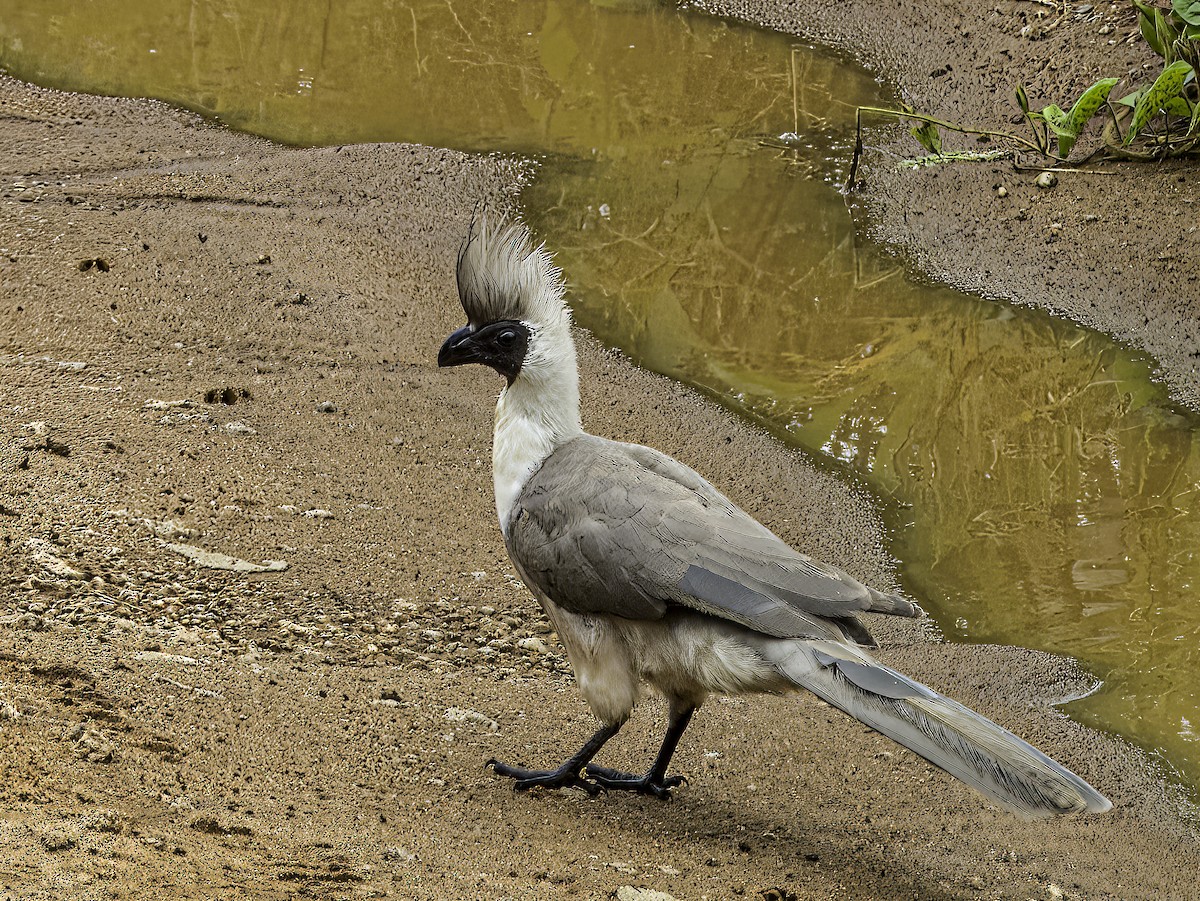 Bare-faced Go-away-bird - ML618808226