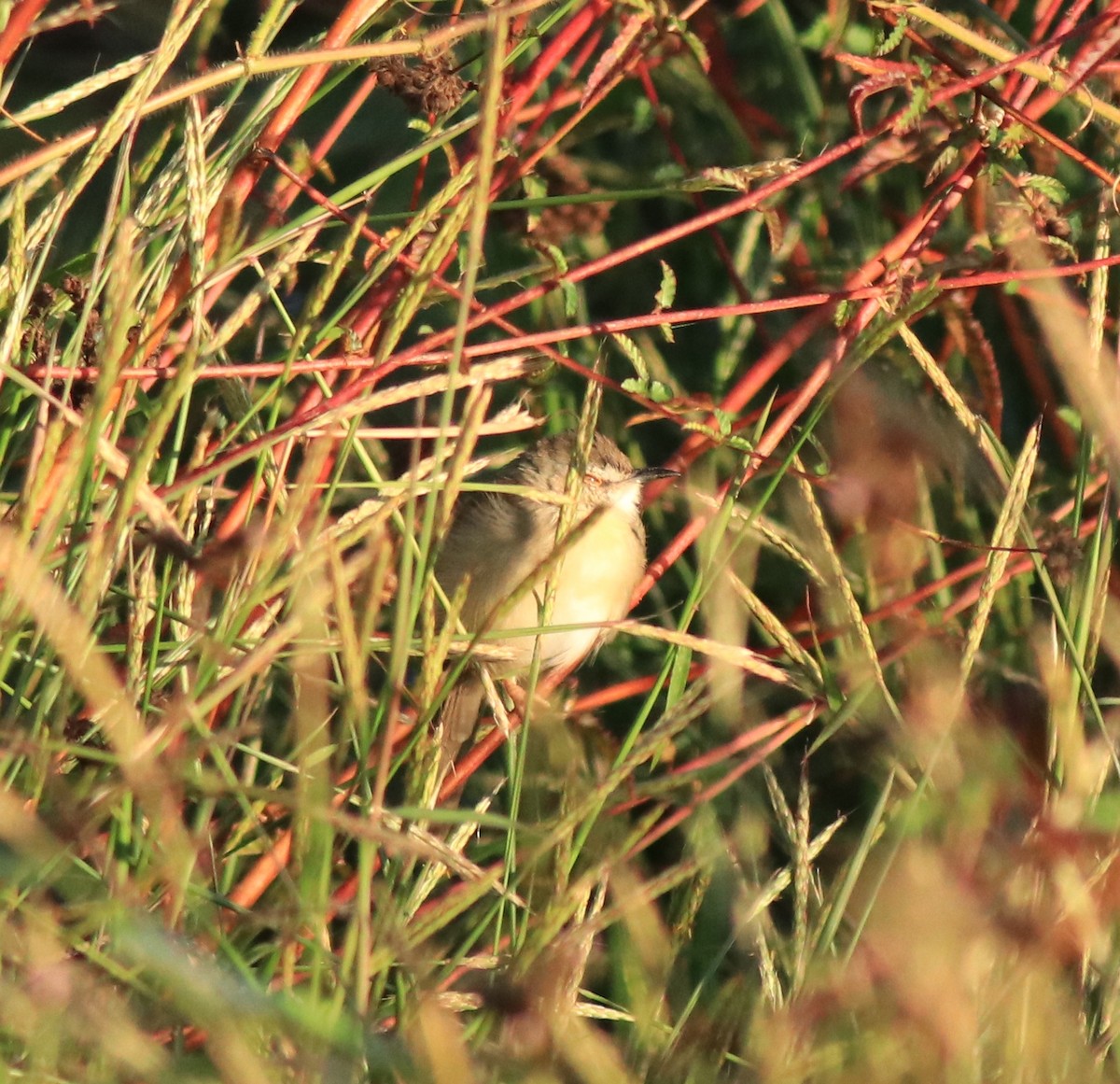 Plain Prinia - ML618808232