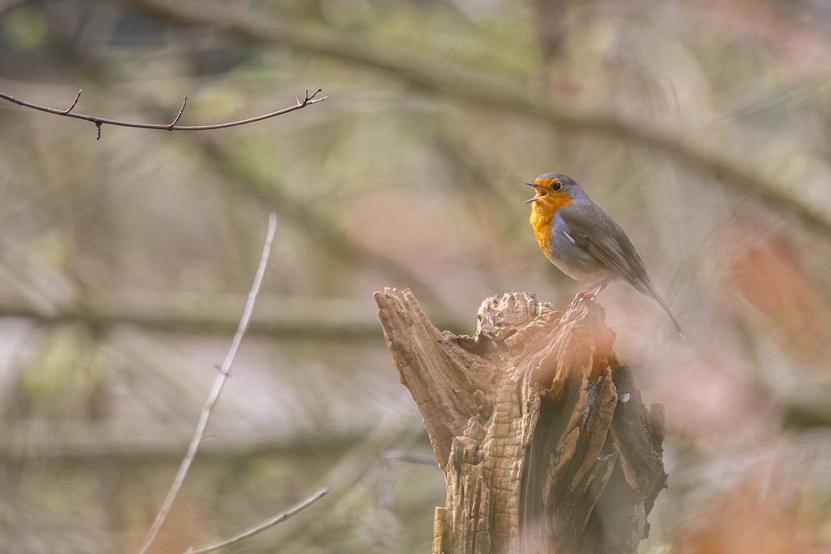 European Robin - ML618808236