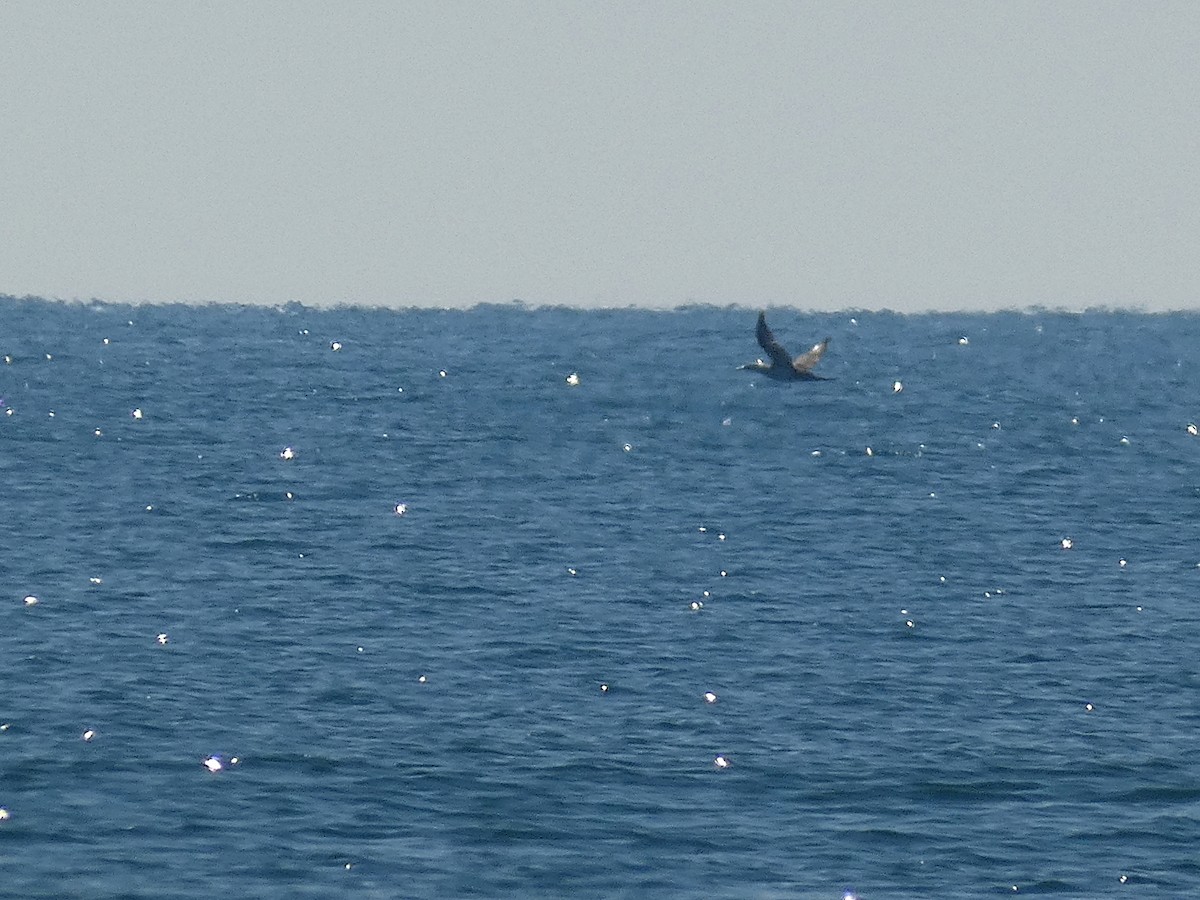 Northern Gannet - José Ignacio Dies