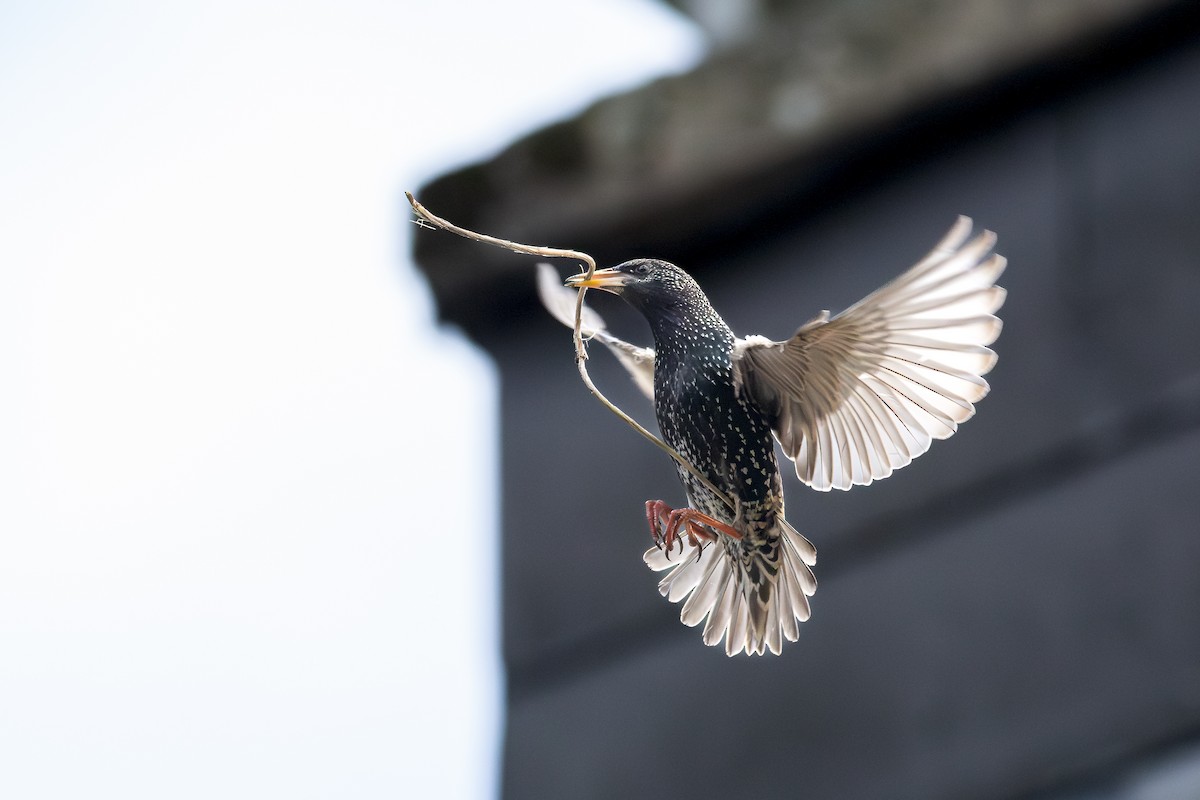 European Starling - Jonah Darius