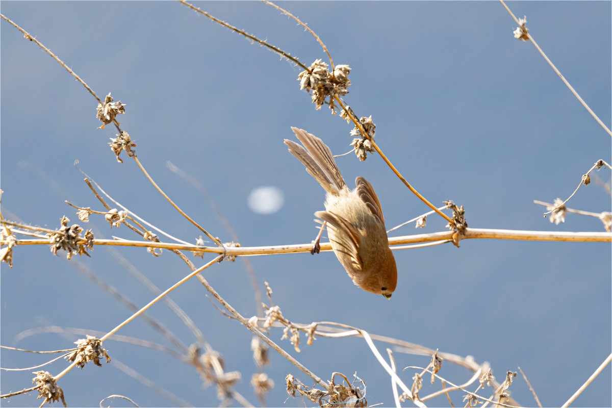 Vinous-throated Parrotbill - 대준 유