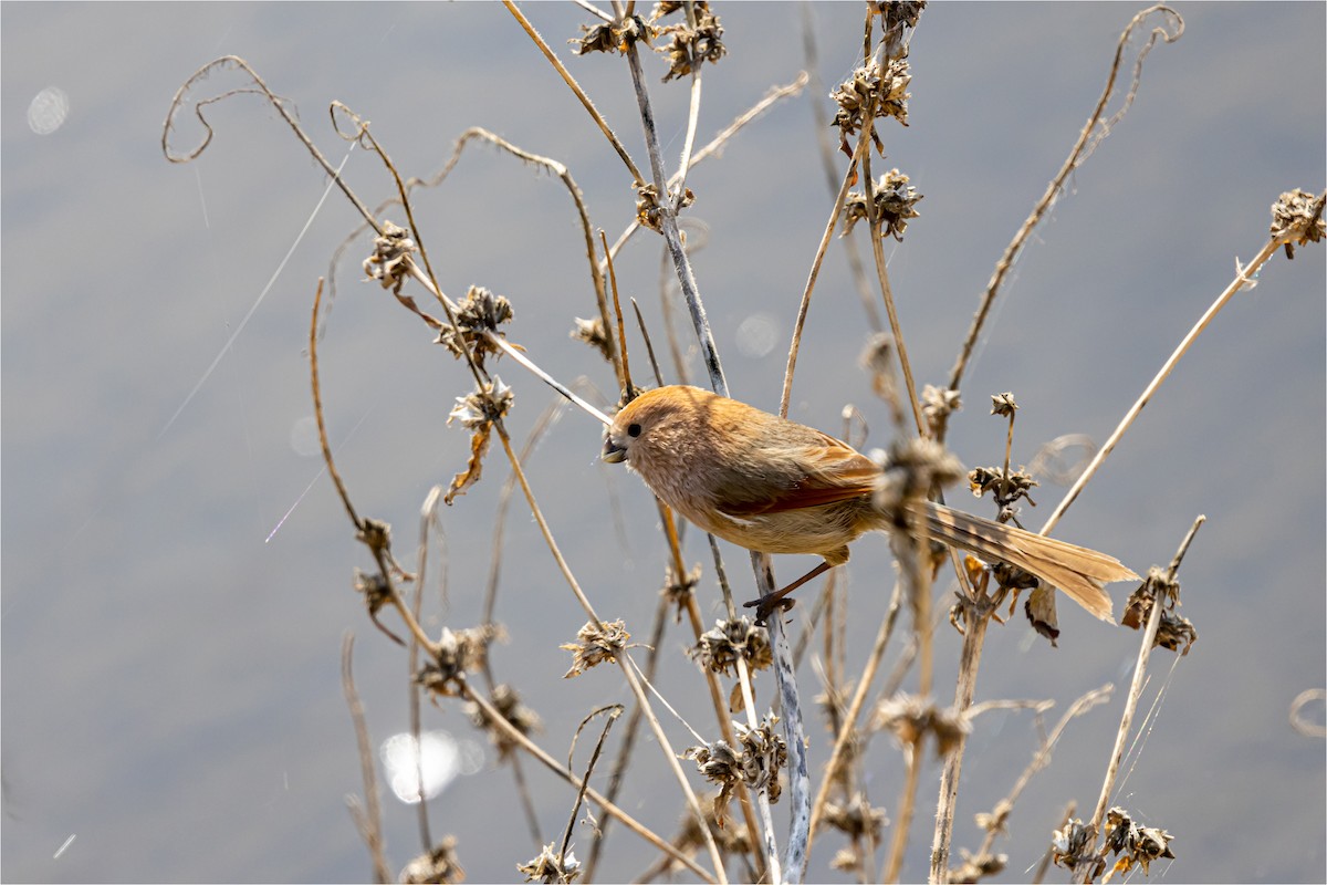 Vinous-throated Parrotbill - 대준 유