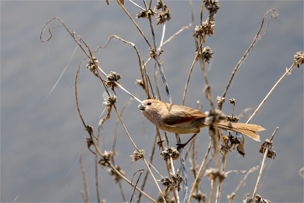 Vinous-throated Parrotbill - 대준 유