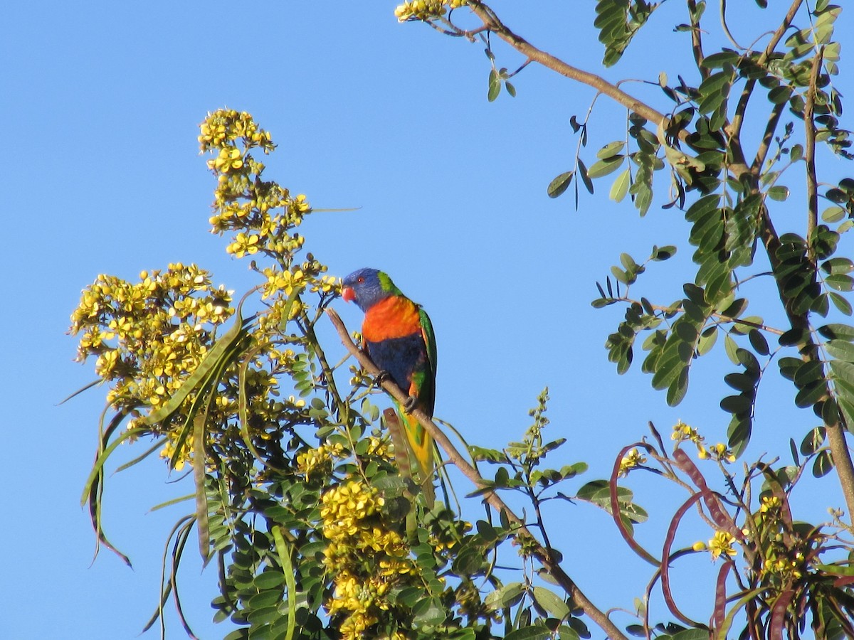 Rainbow Lorikeet - Anonymous