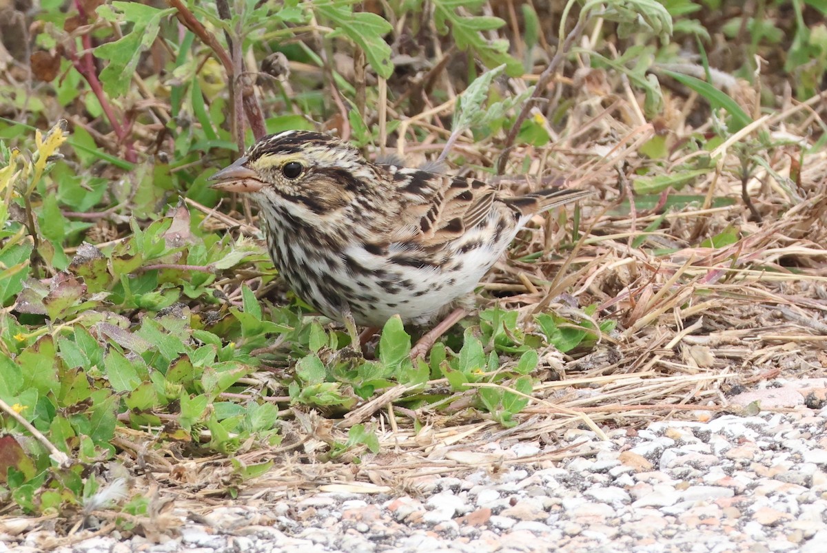 Savannah Sparrow - Vern Bothwell