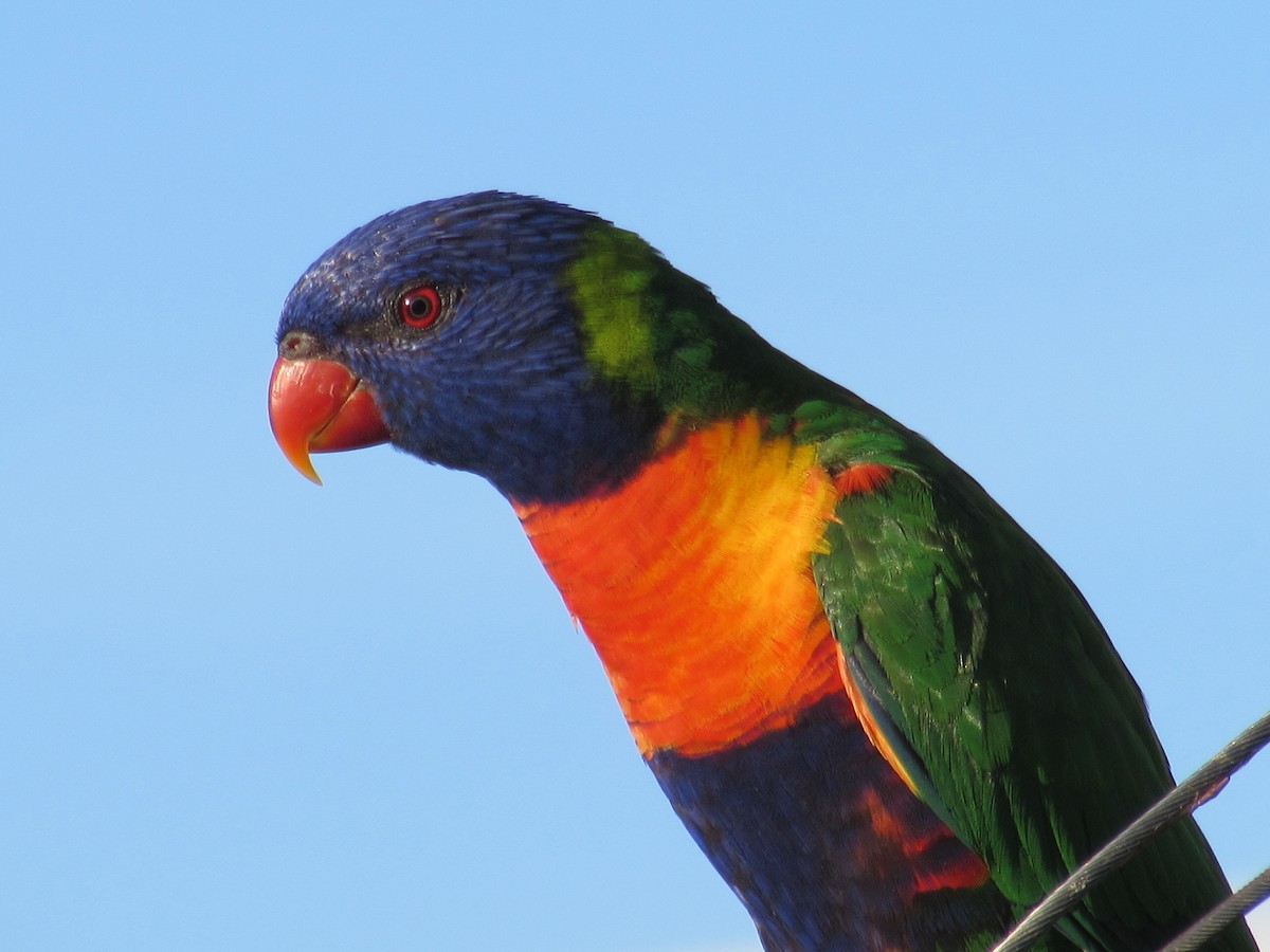 Rainbow Lorikeet - Anonymous