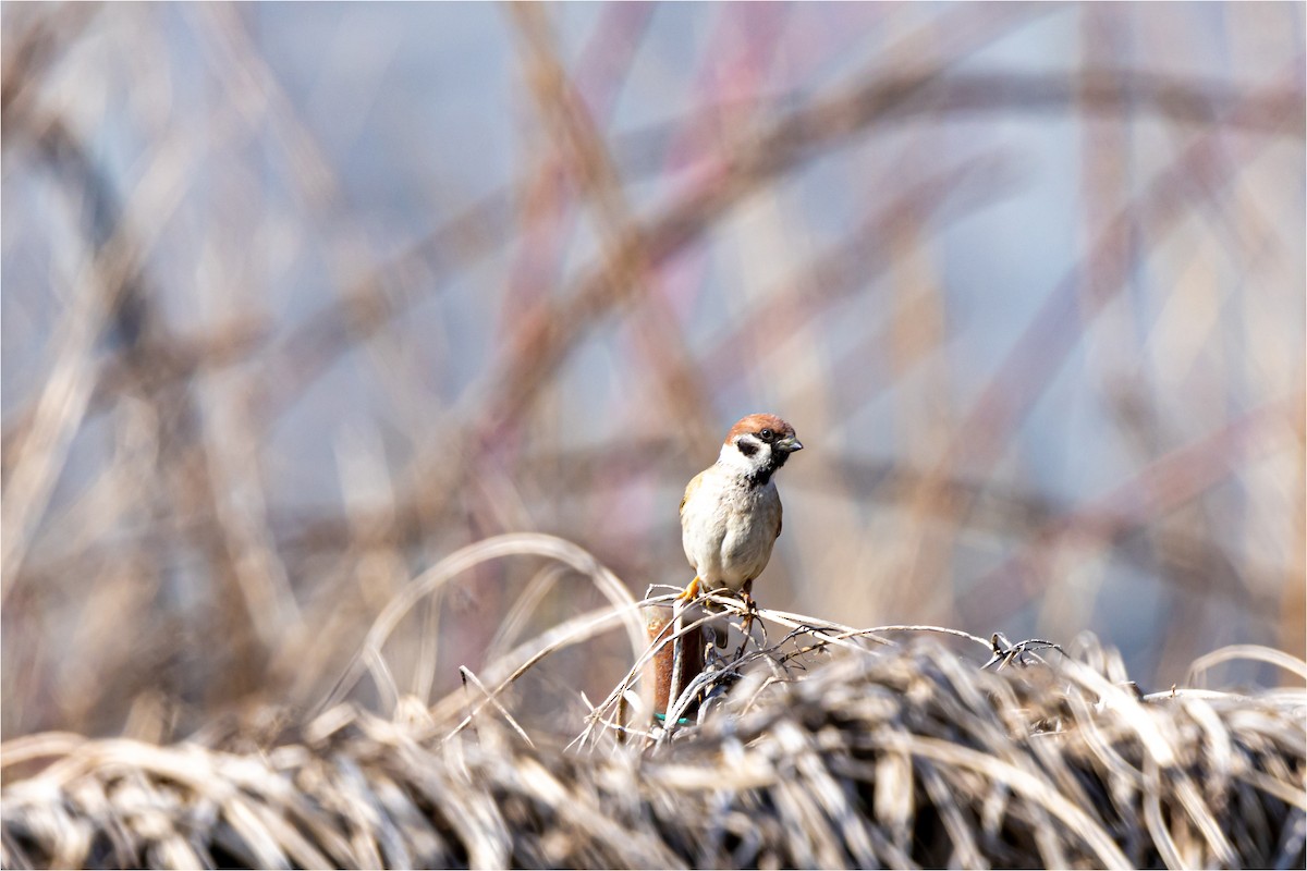 Eurasian Tree Sparrow - 대준 유