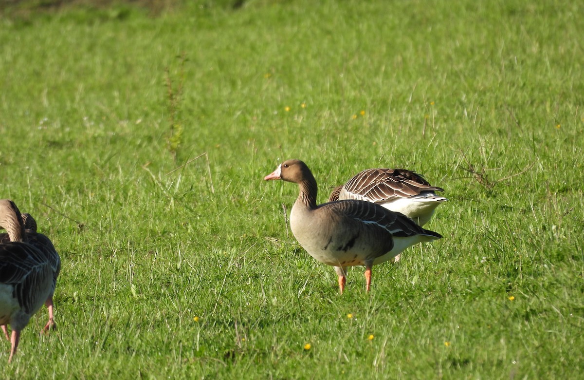 Greater White-fronted Goose - ML618808277