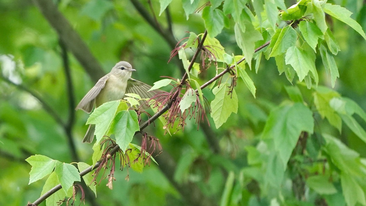 Warbling Vireo - Indira Thirkannad