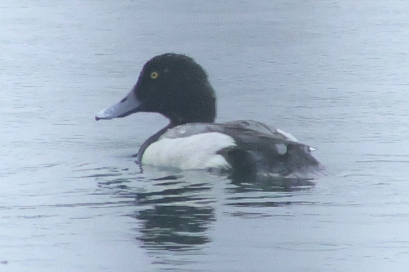 Greater Scaup - Vikas Madhav Nagarajan