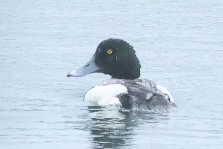 Greater Scaup - Vikas Madhav Nagarajan