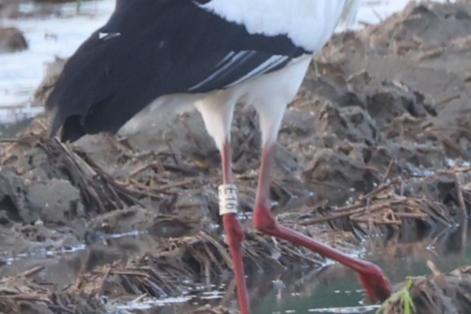 Oriental Stork - ML618808286